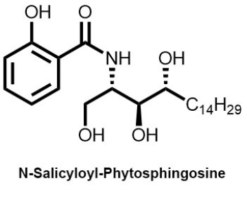 Ceramide AP(图3)