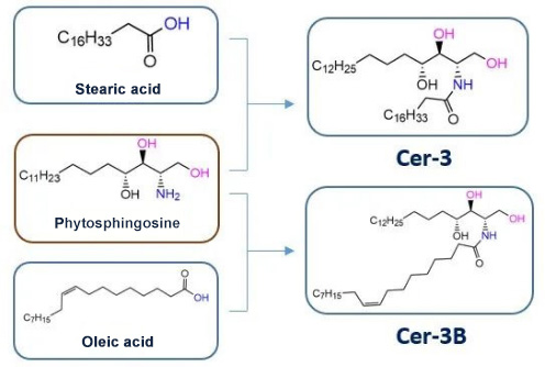 How to use ceramides? Take this experimental biochemical data on ceramide 3/3B !(图1)