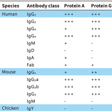 Recombinant Protein G SePharose(图3)