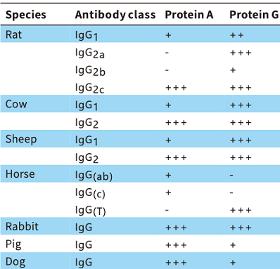 Recombinant Protein G SePharose(图4)